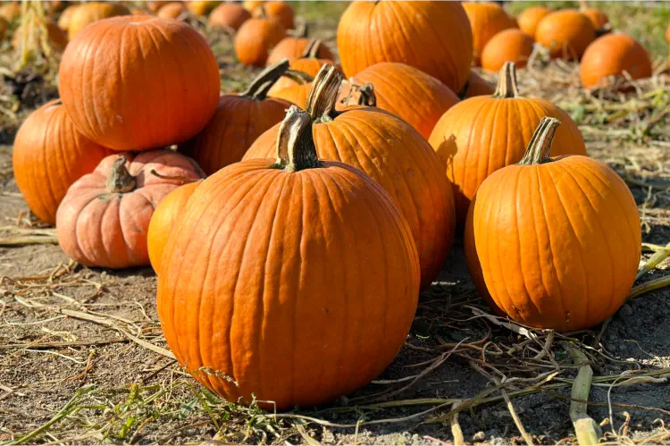 When Are Pumpkins Ready To Pick?